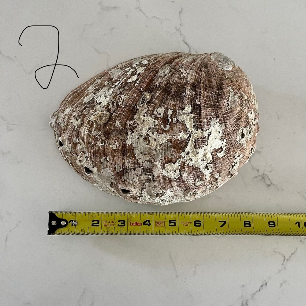Natural Abalone Large Shell - Picture 11 of 16